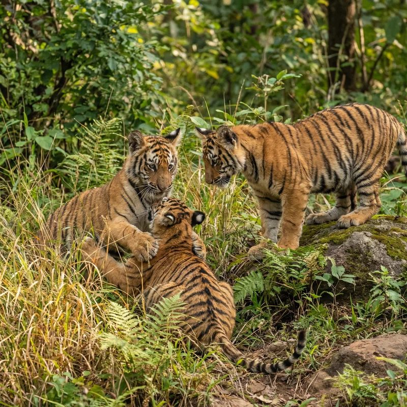 Tiger (Panthera tigris)
