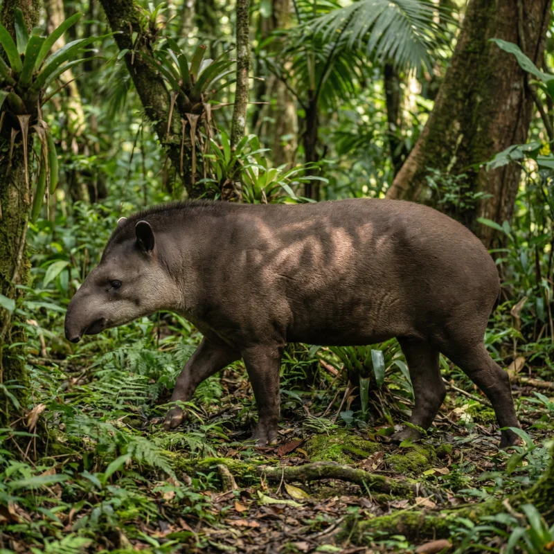 남아메리카타피르 (Tapirus terrestris) 3