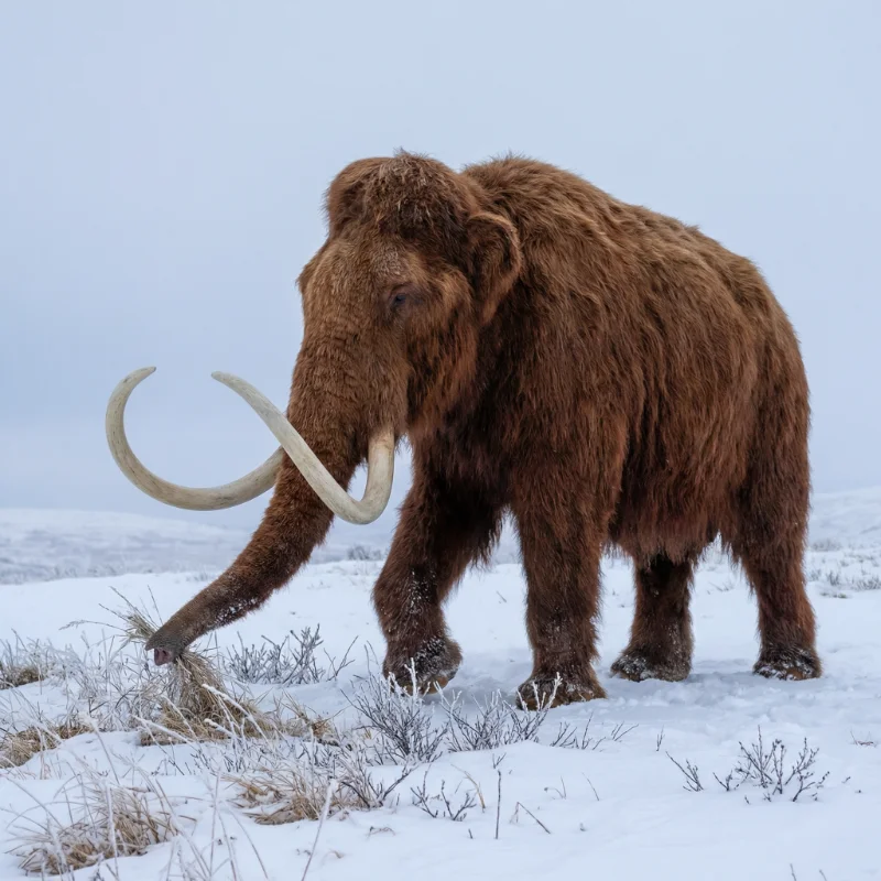 털매머드 (Mammuthus primigenius) 3